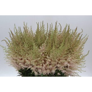 Freshy Astilbe Ja Avalanche