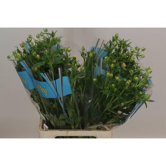 Freshy Ranunculus Ranonkel Butterfly “Eris” | Kleur: Gemengde Kleuren | Lengte ± 70 centimeter | Per 10 stelen