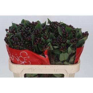 Freshy Hypericum Hertshooi “Rocky Romance” Vertakt | Kleur: Rood | Lengte ± 70 centimeter | Per 25 stelen