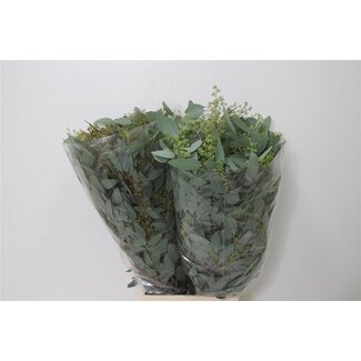 Freshy Eucalyptus Populus Bes 300gr (p. bos)