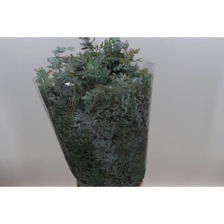 Freshy Mimosa Baileyana 200gr (p. bos)