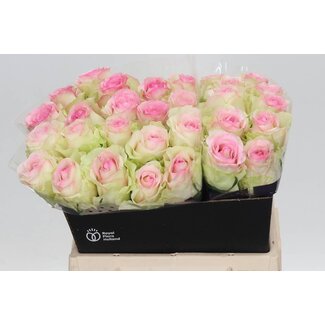 Freshy Rosa Pink Journey