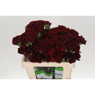 Freshy Korte Anjer “Zurigo” | Kleur: Rood | Lengte ± 50 centimeter | Per 20 stelen