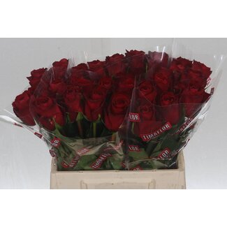 Freshy Rosa Madam Red
