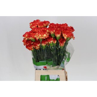 Freshy Lange Anjer “Zenit” | Kleur: Rood | Lengte ± 70 centimeter | Per 20 stelen