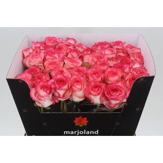 Freshy Rosa Jumilia X L