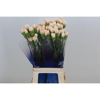Freshy Lange Anjer “Apple Tea” | Kleur: Geel | Lengte ± 70 centimeter | Per 20 stelen