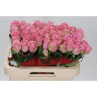 Freshy Rosa Wham