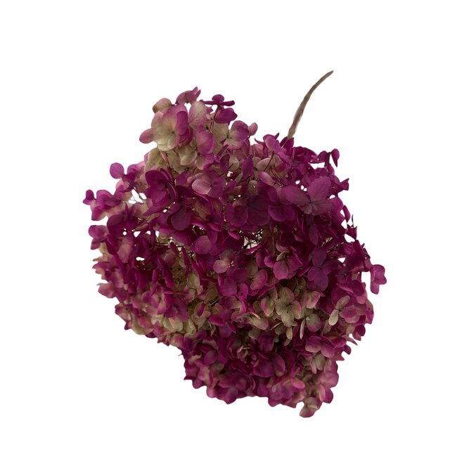 Hydrangea Cabeza Preserved | Purple Green Natural | 70 cm | Per 1 stems