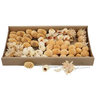 4A Allerheiligen Leucadendond/draad ass x80