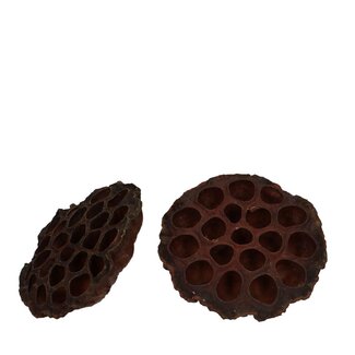 4A Allerheiligen Lotus d10/12cm x50