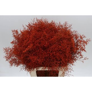 Freshy Limonium Beltlaard Kleurbehandeld Oranje