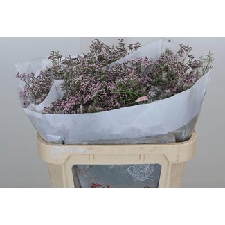 Freshy Limonium Saf Oshi Pink