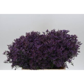 Freshy Limonium Piuma Dark Blue