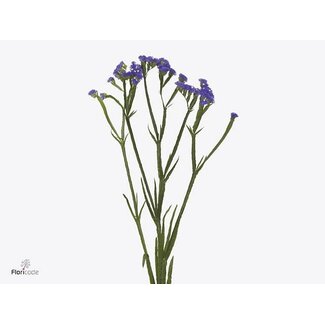 Freshy Limonium S Levis Wings