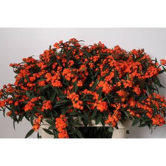Freshy Euphorbia F T Queen Orange