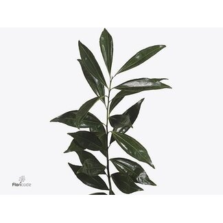 Freshy Cocculus Laurifolius