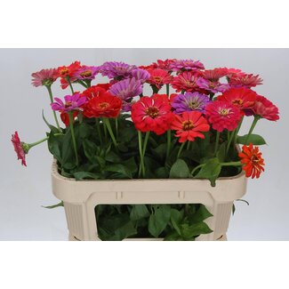 Freshy Zinnia Elegans Mix Bio