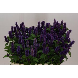 Freshy Agastache Blauw