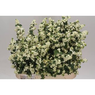 Freshy Symphoricarpos Mag Lemo Lime Bio