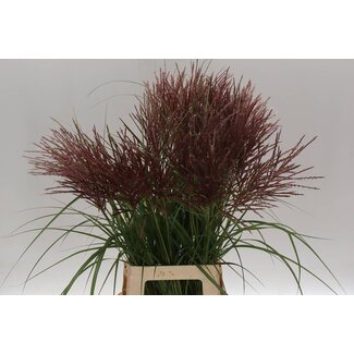 Freshy Miscanthus Rotfeder Bio