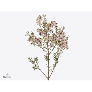 Freshy Chamelaucium Katrien