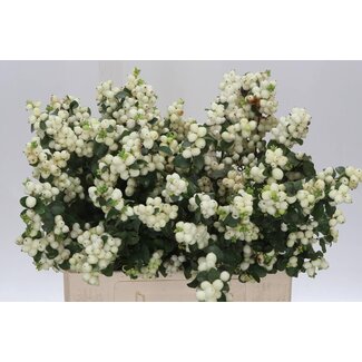 Freshy Symphoricarpos Mag Lemo Lime Bio