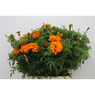 Freshy Tagetes Er Promise Bio