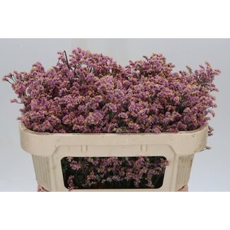 Freshy Limonium Sin Divine Dia