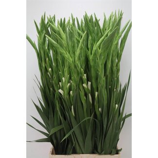 Freshy Gladiolus groot Nova Zembla