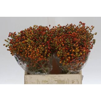 Freshy Rozenbottel Corallo 40cm (p. bos)