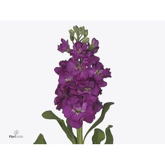 Freshy Violier Iron Red