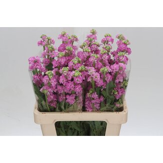 Freshy Violier Iron Pink 60cm