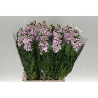 Freshy Violier Iron Pink Light 55cm