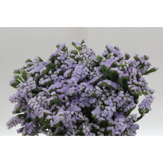 Freshy Limonium S Tonie Lavender