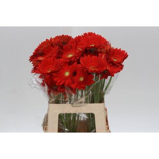 Freshy Gerbera * 65 Cm Red Explosion X10