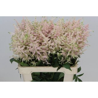 Freshy Astilbe Ja Europa