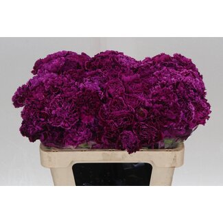 Freshy Anjer Kort Nob Violet