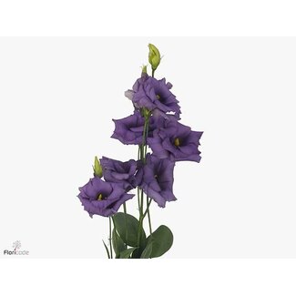 Freshy Eustoma G Corelli Blue Impatiens Ita