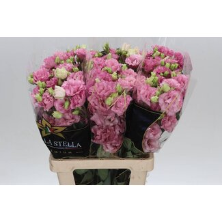 Freshy Eustoma G Corelli Deep Pink Ita