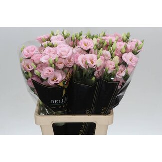 Freshy Eustoma G Corelli Peach Ita