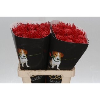 Freshy Nutans Wax Rood