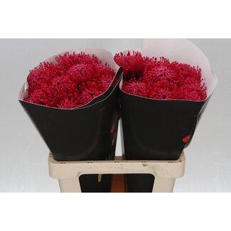 Freshy Nutans Wax Cerise