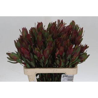 Freshy Leucadendron Senorita