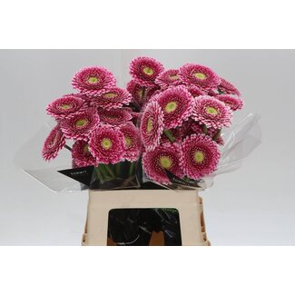 Freshy Germini * 65cm Hades x20
