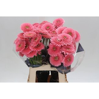Freshy Germini * 65cm Pomponi Piggy x20