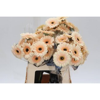 Freshy Germini * 65cm Cafe x20