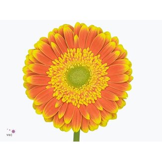 Freshy Gerbera * 65 Cm Wannabe X10