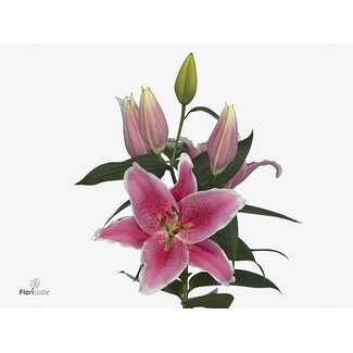 Freshy Lelie Oriental Aqua Pink Zsar