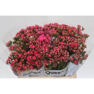 Freshy Kalanchoe Sweet Pink Meadow